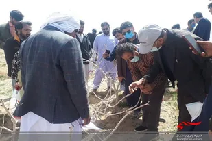 برگزاری کارگاه آموزشی مدیریت بهنگام باغات پسته در سیستان وبلوچستان