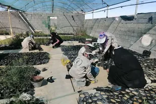 تجلیل از گروه&zwnj;های جهادی برتر همراه با اردوی جهادی یک روزه تکثیر نهال