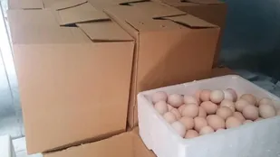جلوگیری از عرضه بیش از ۲۰۰ کیلوگرم تخم مرغ نطفه دار در کاشمر