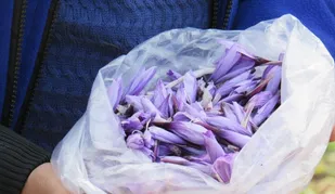 30 هکتار زمین زیر کشت زعفران برخوار؛ مرهون تلاشهای بسیج سازندگی است
