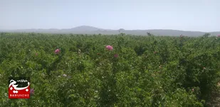برداشت ۱۲۲ تن گل محمدی از مزارع شهرستان شاهرود