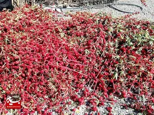 عشایر شهرستان دلگان ۴۰ تن چای ترش برداشت کردند