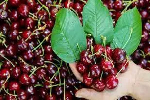 برداشت ۲۷۰۰ تن گیلاس و آلبالو از باغات شاهرود/کاهش ۴۰ درصدی محصول