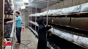 کارآفرین بسیجی شهرستان چگنی؛
با پرورش قارچ، درآمد پایدار برای خانواده&zwnj;اش ایجاد کرد