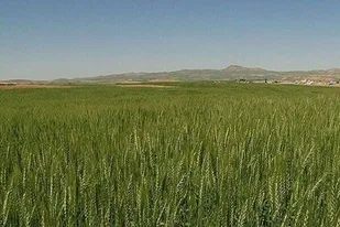تحقق ۸۶ درصد طرح جهش تولید در دیمزارهای استان قزوین