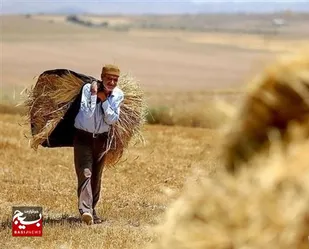 امید بر باد رفته کشاورزان؛ گندمی که به بذر سال آینده تبدیل نشد