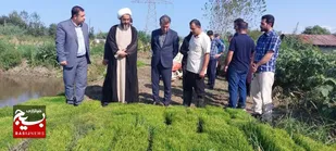 کشت مجدد رقم پربازده برنج &laquo;هلال&raquo; آغاز شد