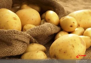 سردرگمی سیب&zwnj;زمینی&zwnj;کاران استان اردبیل