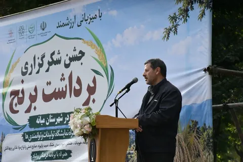 تولید بیش از ۱۷ هزار تن برنج در میانه