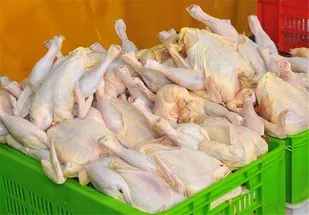 صادرات مرغ و تخم&zwnj;مرغ گلستان به عراق و قطر