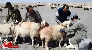جهاد سلامت در تربت&zwnj;جام با ۲۴۰ هزار واکسن دام و تولید ۱۱ هزار تُن گوشت