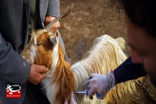 واکسیناسیون بیش&zwnj;از ۲میلیون راس دام سیستان و بلوچستان علیه تب برفکی