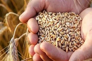 قیمت خرید تضمینی گندم تا اول مهر اعلام شود