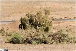 نهمین مرحله آبیاری نهال&zwnj;های تاغ و آتریپلکس در پروژه ۱۰۰ هکتاری حسینان دامغان
