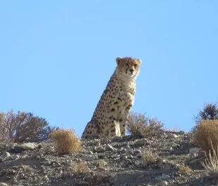 مشاهده یوزپلنگ در ۲۰ کیلومتری شاهرود
