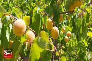 آغاز برداشت زردآلو در سیستان وبلوچستان