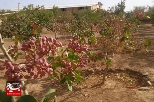 از برداشت یونجه تا رسیدن به باغ پسته&nbsp;
