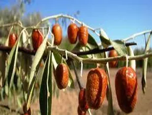 برداشت سنجد از باغ&zwnj;های شاهرود آغاز شد
