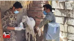 واکسیناسیون ۴۴۰۰ دام در نرماشیر به همت بسیج سازندگی سپاه