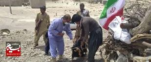 طرح واکسیناسیون رایگان دام به مناسبت سالروز آزادسازی خرمشهر