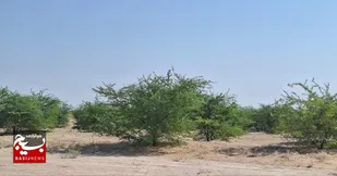 کاشت ۲۶ هزار اصله نهال در منطقه بیابانی عین حداد شهرستان رامهرمز
