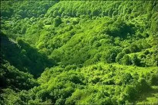 خسارت بیش از یک میلیارد و ۴۰۰ هزار تومانی سودجویان به منابع طبیعی شاهرود