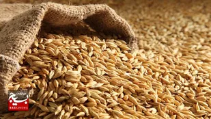 خریداری و توزیع ۱۶۸ تن جو دولتی در امیدیه