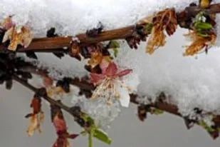 تنها روش موثر برای جلوگیری از سرما زدگی حفاظت فیزیکی، ایجاد سایه بان و پوشش همراه با گرم کردن باغ