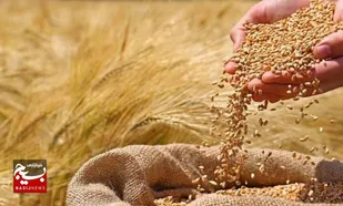 تلاش کشاورز روستایی هندیجان برای تولید گندم