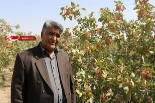 اجرای مدل طلای سرخ رفسنجان در قم/ کویر می&zwnj;تواند قطب تولید پسته شود
