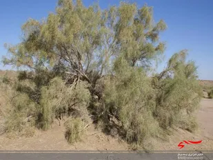 جان دوباره به ۱۵ روستای خلیل&zwnj;آباد با اجرای عملیات بیابان&zwnj;زدایی