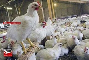 بهره&zwnj;برداری از چهارمین زنجیره تولید گوشت مرغ خوزستان