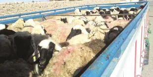 توقیف محموله احشام قاچاق در سنقروکلیایی