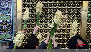 نرگس کاران بهبهان ۸ هزار شاخه گل به حرم رضوی اهدا کردند