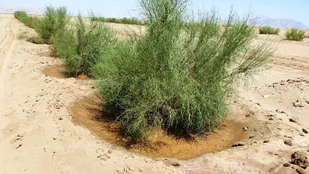 ۱۰ هزار هکتار از مراتع گنبدکاووس بیابان&zwnj;زدایی شد