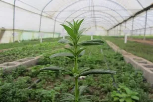 سرباز جوان سیستان و بلوچستانی در زمینه پرورش گیاهان دارویی خوش درخشید