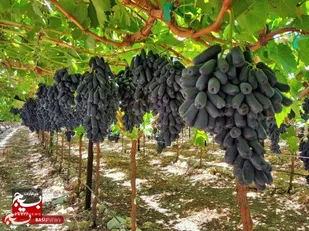 برداشت انگور موندراپ برای اولین&zwnj;بار در خلیل&zwnj;آباد