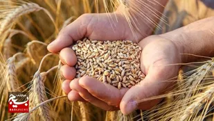 اجرای طرح گندم بنیان در ۲۳۰ هکتار از گندمزار&zwnj;های خوزستان