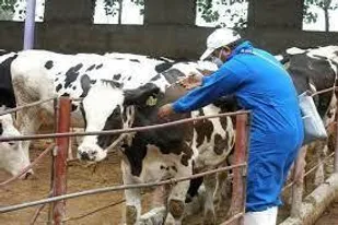 ۹۰۰ هزار رأس دام واکسینه می&zwnj; شوند