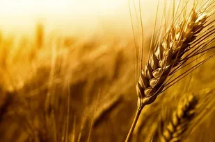 خرید بیش از ۲۷۵ هزار تن گندم در آذربایجان شرقی