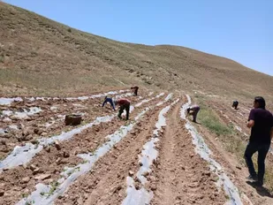 جمع&zwnj;آوری بقایای پلاستیکی از مزارع آذربایجان شرقی پس از برداشت محصول الزامی است