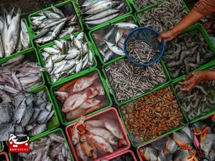 صادرات ۶۰ هزار تن ماهی گرمابی از خوزستان