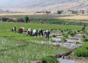 افزایش سطح زیرکشت برنج در چرداول/ پیش بینی برداشت 4800 تن در سال جاری