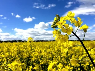 رکوردتولید کلزا در استان ایلام