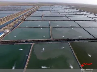 ۸۷۳ هکتار زمین پرورش میگو در دیر آماده واگذاری به سرمایه&zwnj;گذاران است