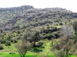ارزن پاشی در ارتفاعات نارو کنگان