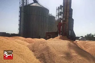 ۲۷۹ هزار تن گندم در اردبیل ذخیره&zwnj;سازی شده است