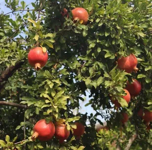 سنگان، جایی که پاییز، انار می&zwnj;شود و زندگی رنگ می&zwnj;گیرد...
