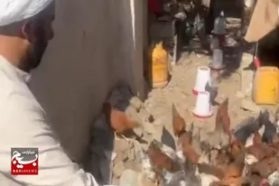 ایجاد اشتغال با پرورش جوجه و مرغ محلی در زهک