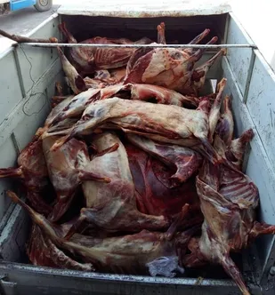 معدوم&zwnj;سازی ١٩ لاشه گوسفندی و گاوی در کشتارگاه صنعتی نیشابور